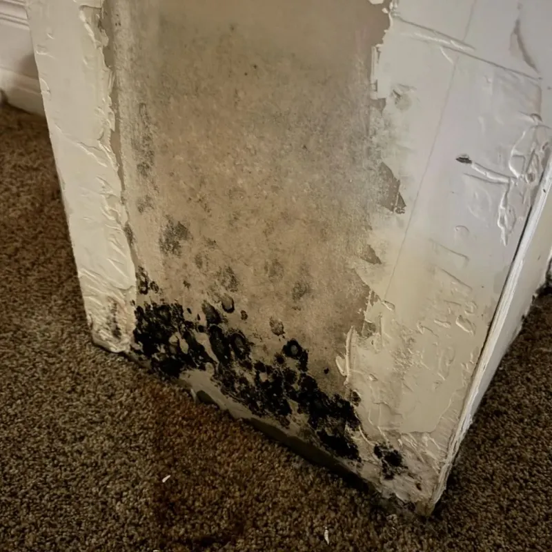 Professional Mold Removal in Satanta, KS